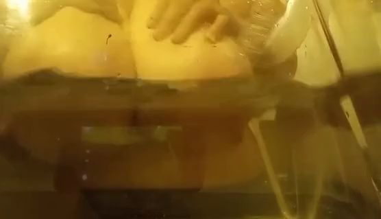 Meisenschwimmen